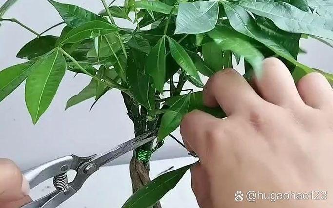 发财树怎样修枝