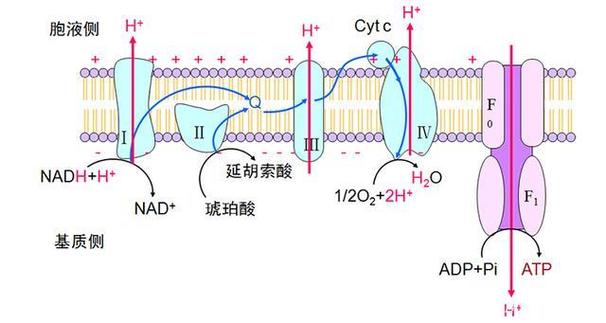 感受器从作用上看是一种能量转换器