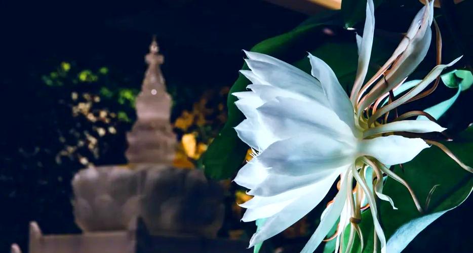 昙花惊艳绽放,如此之美