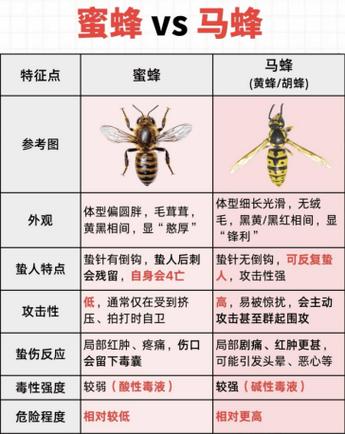 小蜜蜂的性格特点