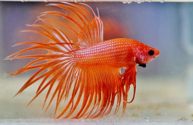 水族馆观赏鱼