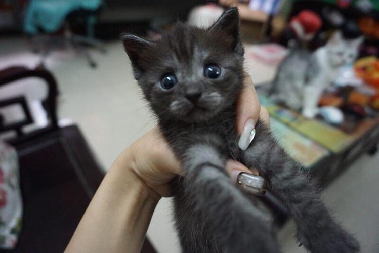 英短和美短串出来的猫截图