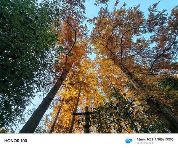荣耀100拍照效果