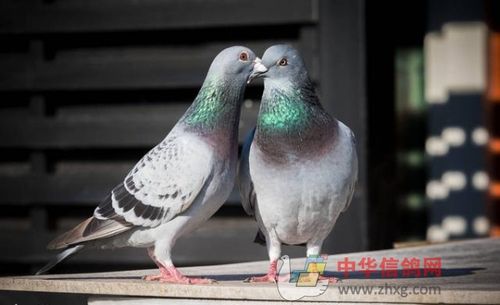 哪种鸽子当保姆鸽好截图