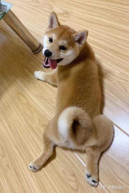 想买柴犬缩略图
