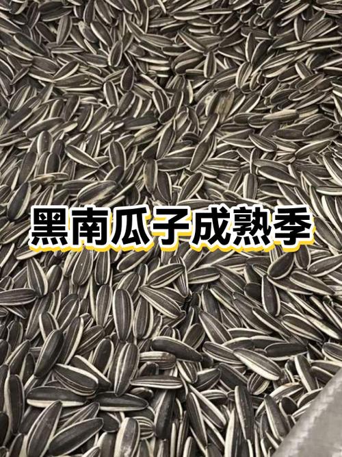 黑南瓜子从哪来