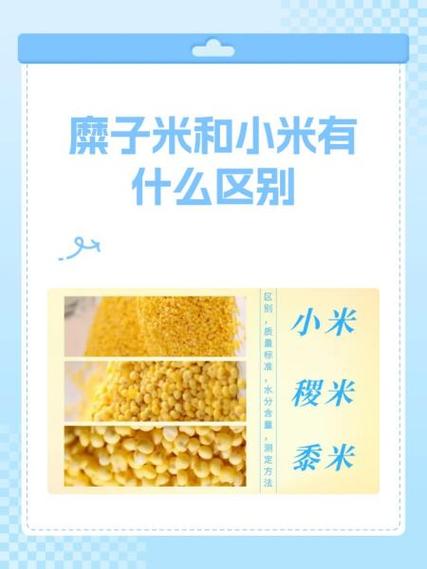 小米和大米哪个容易胖