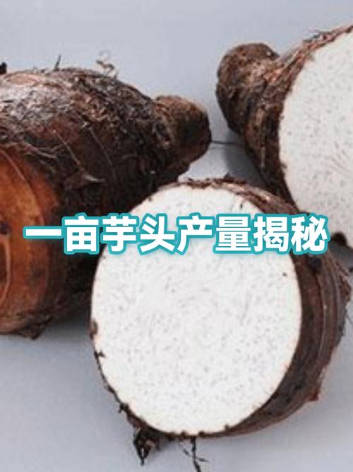 一亩芋头利润多少