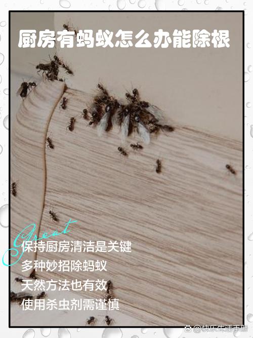 家里有小蚂蚁厨房有蚂蚁怎么办缩略图