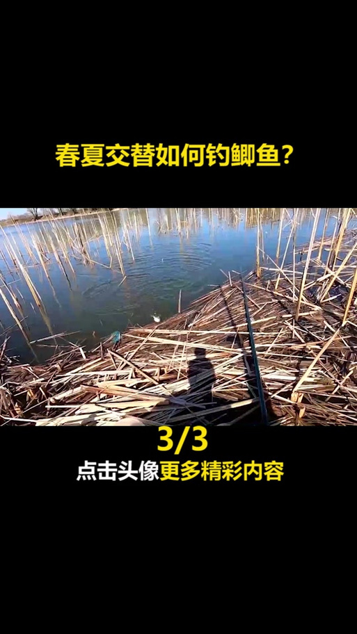 鲤鱼甩子怎么钓鱼图标