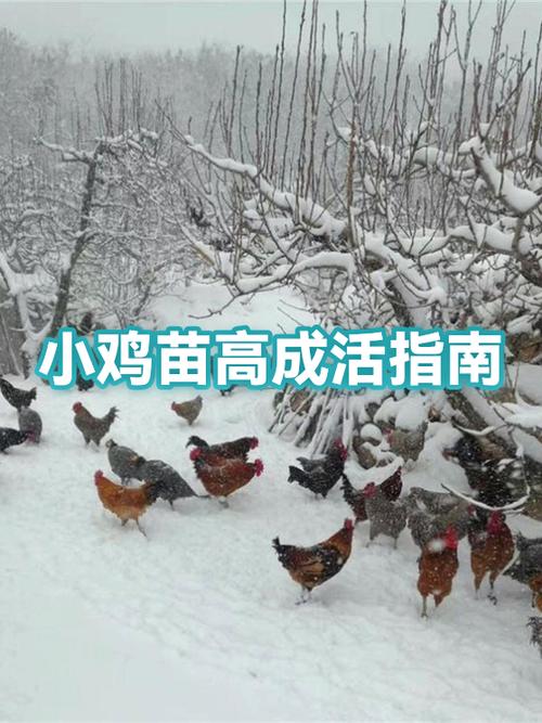 小鸡苗怎样喂成活率高
