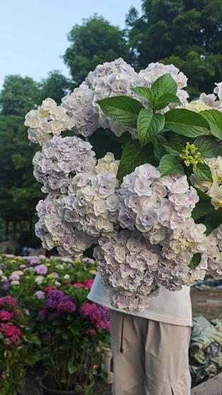 绣球花怎样养图标