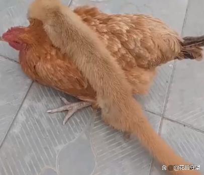 鸡咬鸡是怎么回事该吃啥药图标