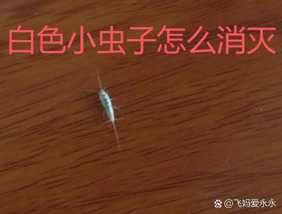 宿舍里有很小很小的虫子怎么办