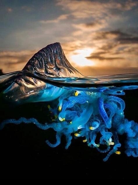 水母又叫