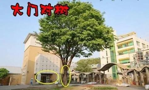 房子右边有大树最忌讳什么