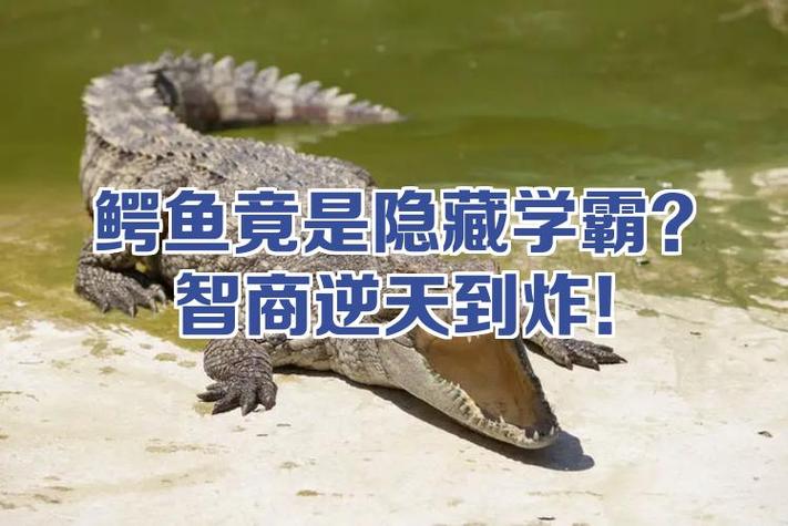 鳄鱼智商相当于几岁