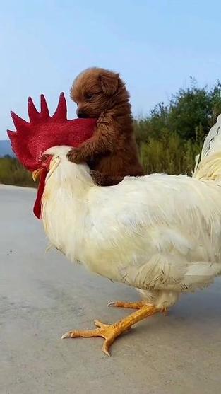 小鸡小狗视频