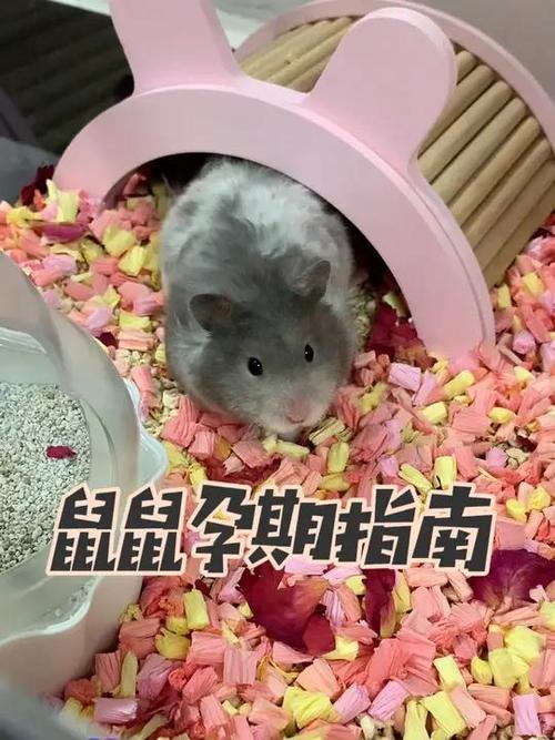 小仓鼠怀孕的特征图标