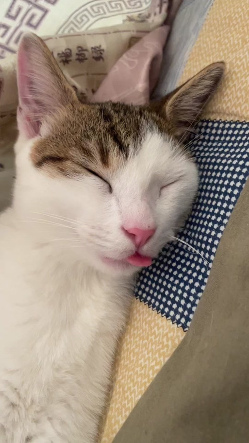 猫没出过门在高层丢了