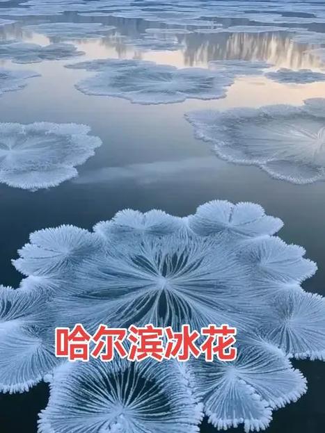 冰花开在什么季节截图
