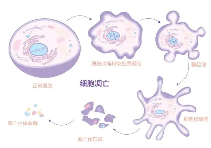 细胞死亡的5种形式