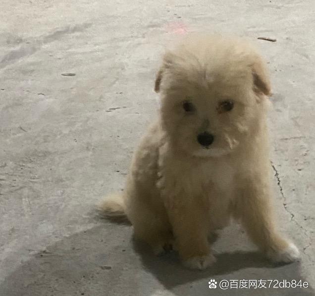 黑棕熊犬一般人养不了