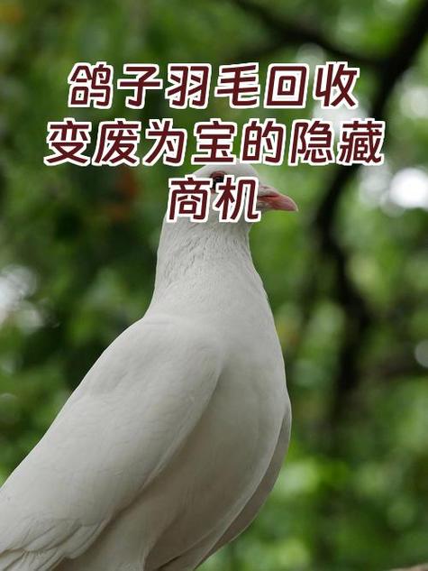 4个月大鸽子夜不归宿怎么处理