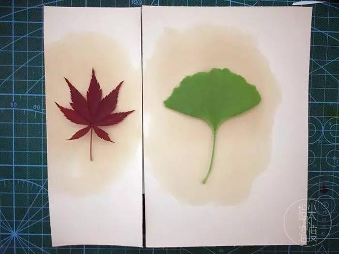 如何给树叶染色