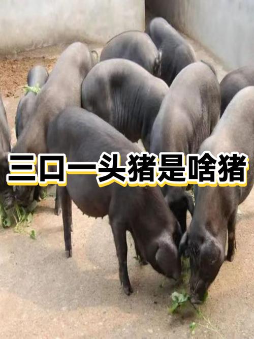 猪是一头猪还是一只猪图标