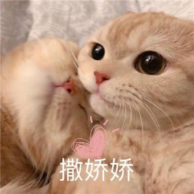 100种撒娇表情包缩略图