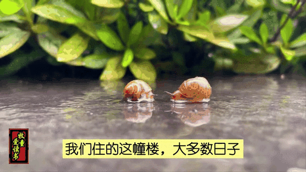 蜗牛移动号码截图