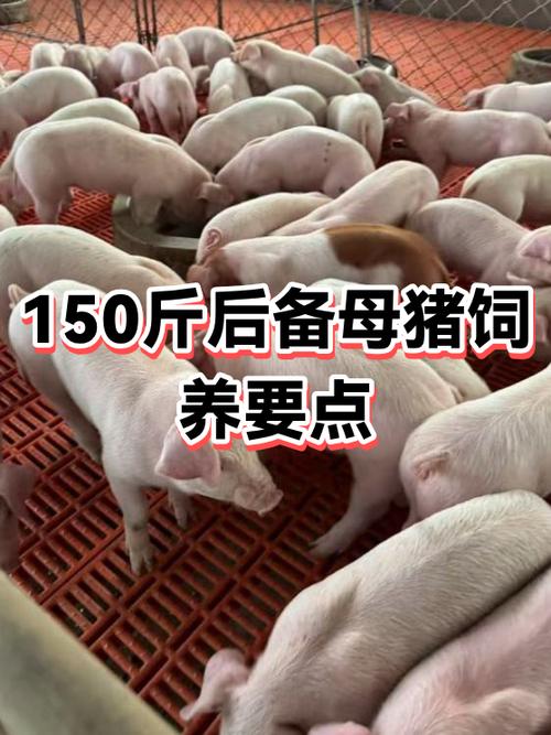 养母猪10大忠告图标