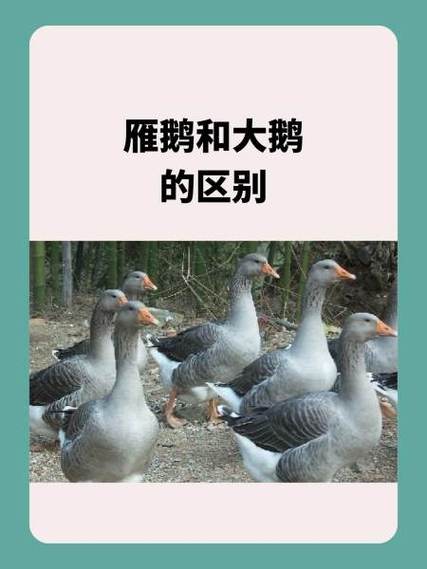 真大鹅和假大鹅区别截图