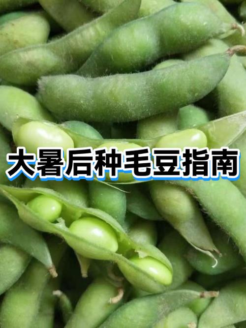 毛豆指人是啥意思