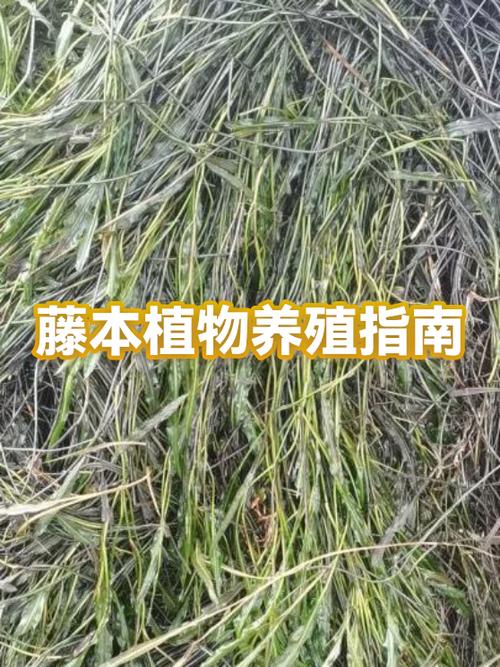 植物2里面5阶培养液怎么获取