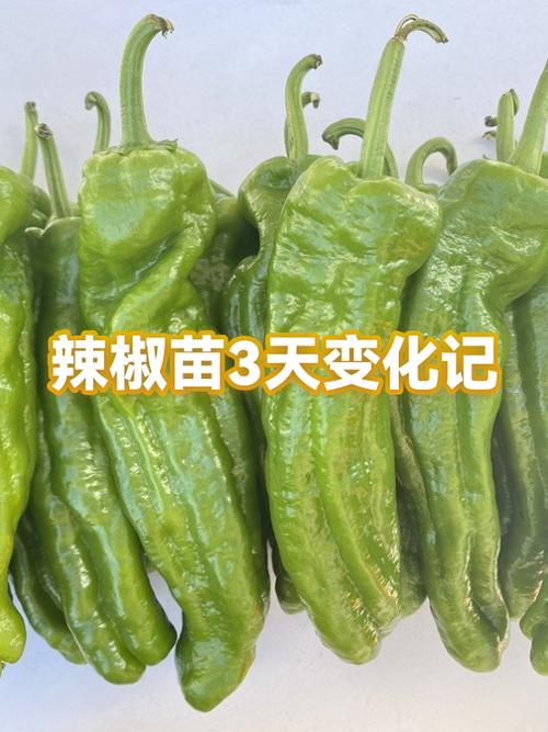 辣椒苗带飞机要准备啥