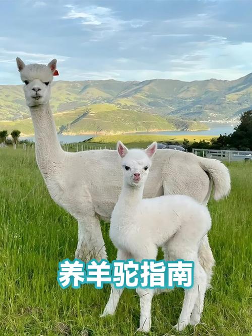 我的世界怎么给羊驼装马鞍