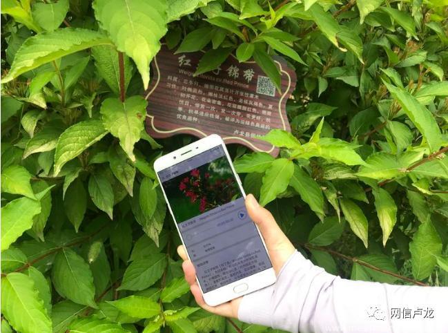 下载什么扫一下就知道树