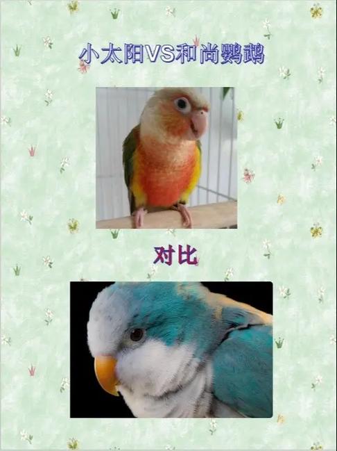 和尚鹦鹉60天最难养