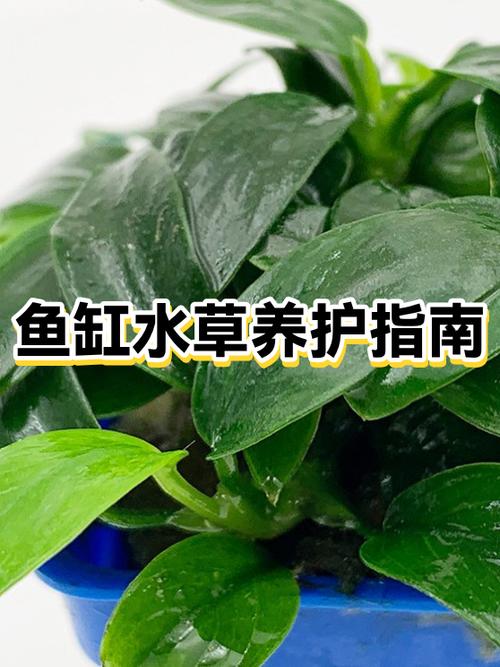 鱼缸放vc的正确方法