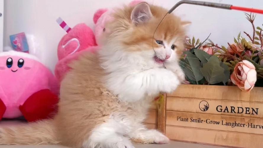 私聊猫