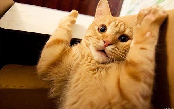 猫咪自己过夜会害怕吗截图
