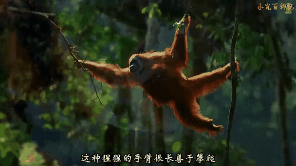 什么猩猩最厉害