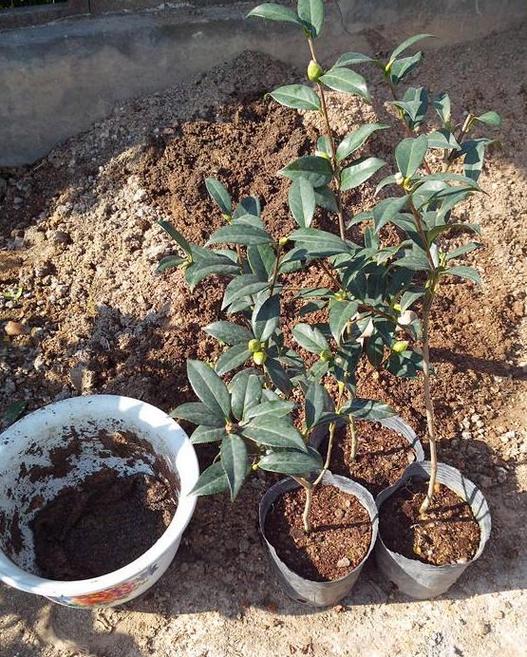 茶花如何施肥游戏截图