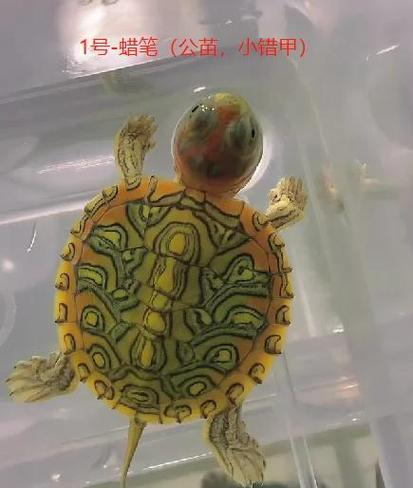 变异巴西龟好养吗