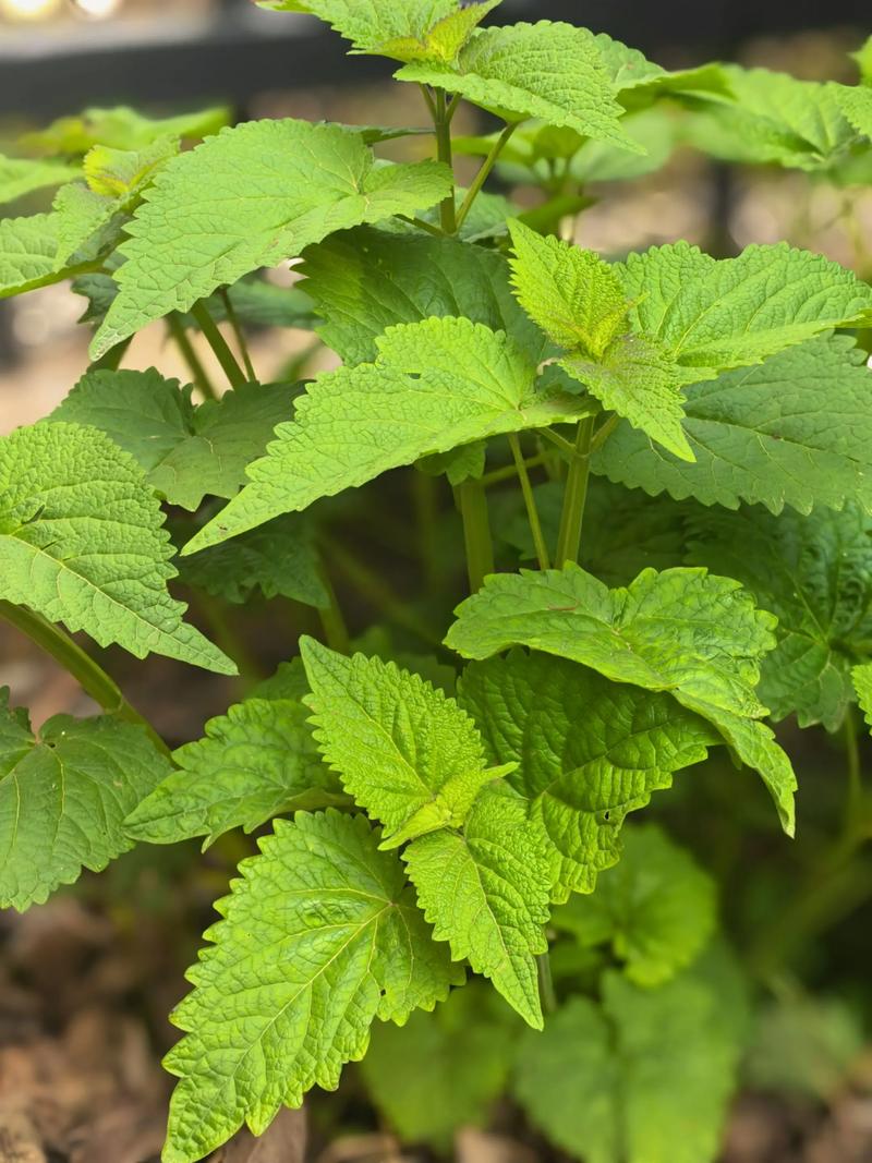 什么是植物图标