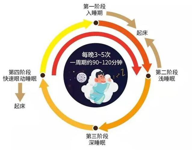 1.5小时睡眠法则