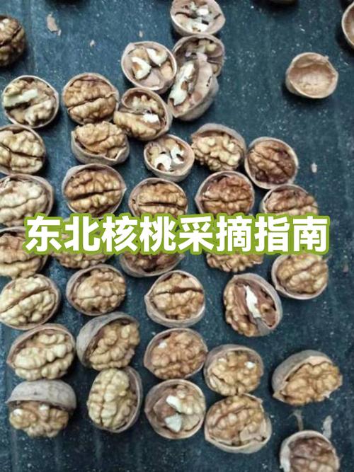 东北山核桃如何剥出完整的仁