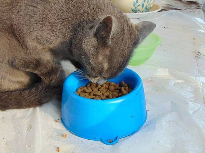 蓝猫吃什么猫粮能长胖又发腮缩略图
